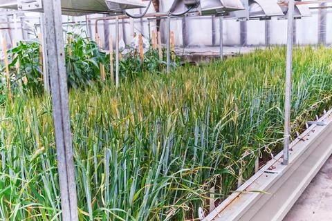 Greenhouse Stock Photos