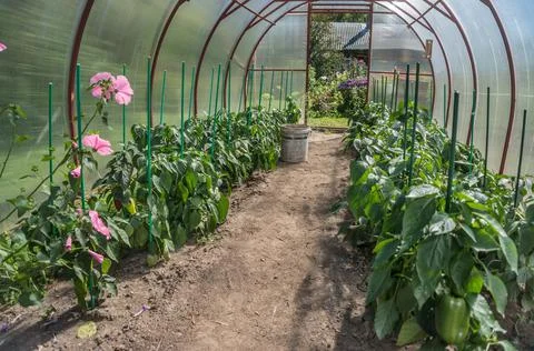 Greenhouse Photos