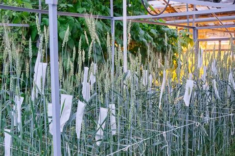 Greenhouse Stock Photos