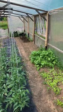 Greenhouse Stock Photos