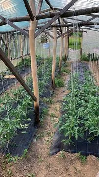 Greenhouse Stock Photos