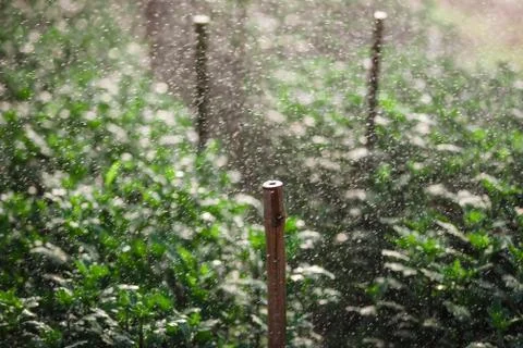 Greenhouse plant, royal project , doi inthanon, chiang mai, thailand Foto stock