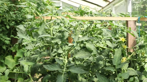Greenhouse with plants Stock Footage 135072144