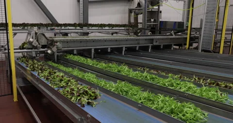 A greenhouse processing plant moves salad lettuce up a conveyor belt. Stock Footage 148166588