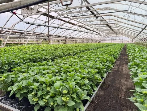 Greenhouse producing numerous hydrangea plants for market Stock Photos