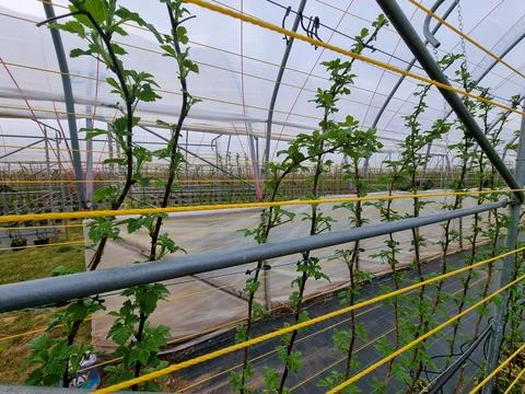 A greenhouse with raspberry plants growing in it Stock Photos