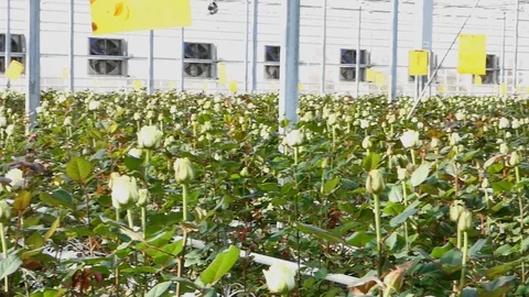 Greenhouse with rose flowers Stock-Footage 101779898