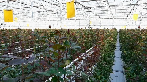 Greenhouse with rose flowers Stock-Footage 101779928
