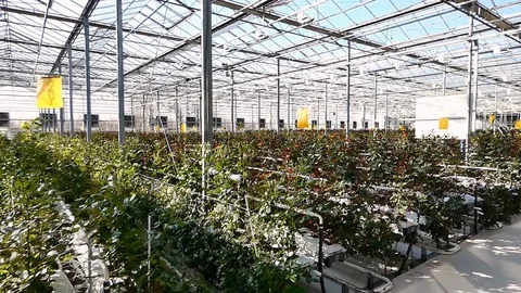 Greenhouse with rose flowers Stock-Footage 101779976