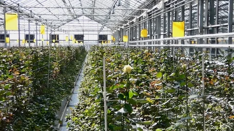 Greenhouse with rose flowers Stock-Footage 101780040