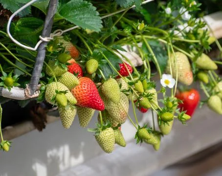 Greenhouse with rows of elevated beds of sweet strawberries plants, growing.. Foto stock