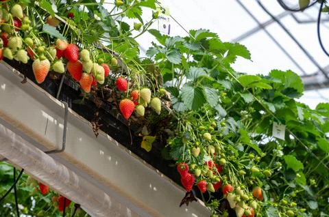 Greenhouse with rows of elevated beds of sweet strawberries plants, growing.. Stock Photos