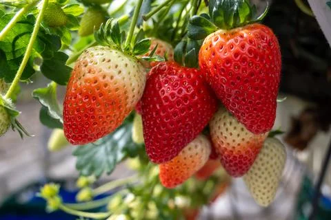 Greenhouse with rows of elevated beds of sweet strawberries plants, growing.. Фото