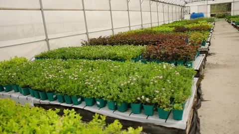 Greenhouse with rows of potted plants Stock Footage 301527761