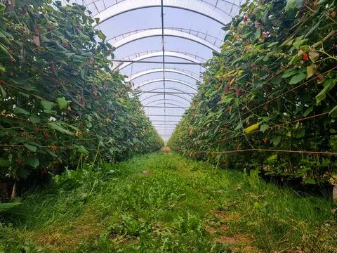 Greenhouse with Rows of Strawberry Plants on Elevated Platforms Stock Photos