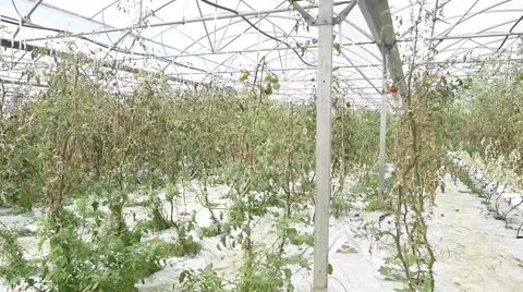 Greenhouse with rows of tomatoes Stock Footage 67613457