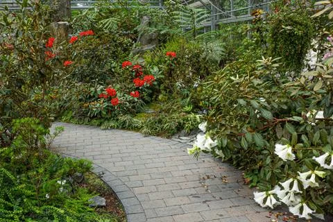 Greenhouse in spring with paths and rhododendron flowers Stock Photos