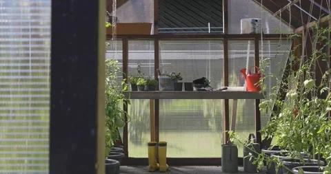 Greenhouse with a table full of gardening tools and tomatoes growing Stock Footage 247353680