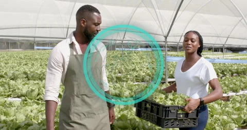 Greenhouse tech scanning lettuce with AR tap for quality check then lifting Video stock 314735486