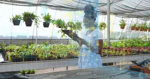 Greenhouse technician scrolling tablet and summoning binary panels for Stock Footage 315815466