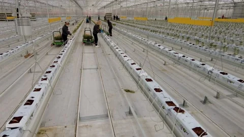 Greenhouse time lapse Stock Footage 237002738