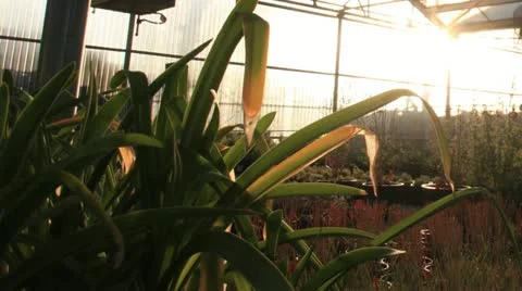 Greenhouse Timelapse Stock Footage 10956754