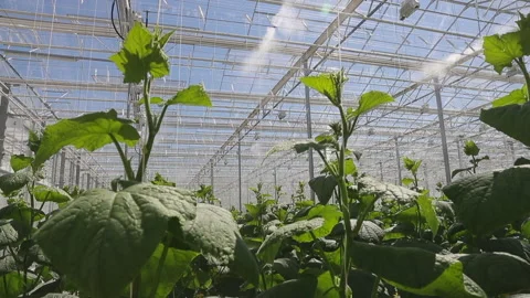 Greenhouse tomato cucumbers Stock Footage 155920267