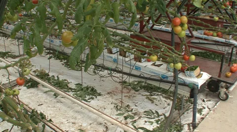 Greenhouse tomato growing in hydroponic system Stock Footage 35950592