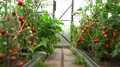 Greenhouse with tomatoes on a branch. Stock Footage 255829502