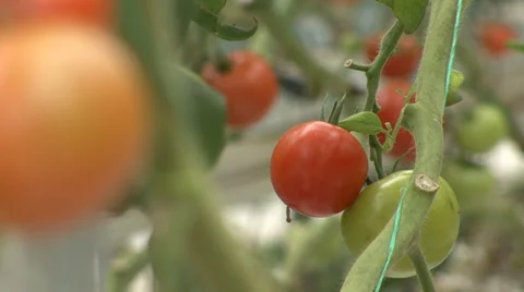 Greenhouse tomatoes Stock-Footage 35950585