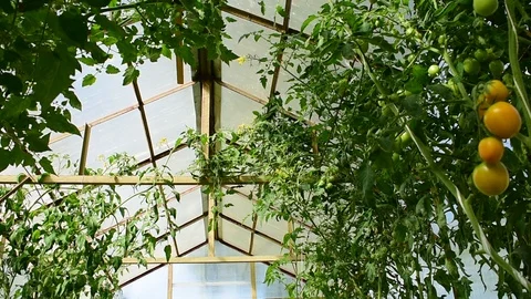 Greenhouse with tomatoes Stock Footage 116602730