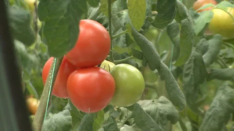 Greenhouse tomatoes hydroponics Stock-Footage 35950067