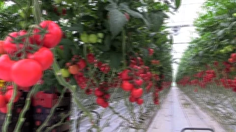 Greenhouse tomatoes, sera domates Stock Footage 237005959