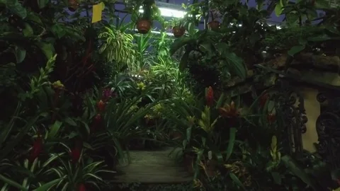 Greenhouse with tropical plants Stock Footage 70968330