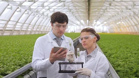 In the greenhouse, two experts look at the test tubes with greens. Stock Footage 77650302