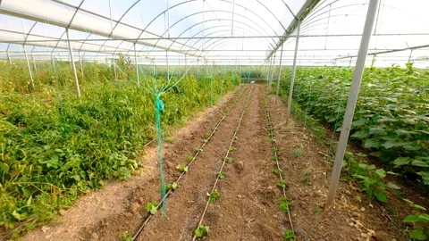 Greenhouse with vegetables Stock Footage 293947106