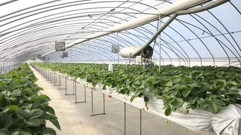 Greenhouse with vegetables Video stock 303539794