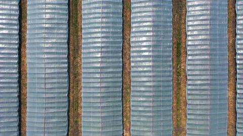Greenhouse with vegetables, a frame with drone Stock Footage 132869511