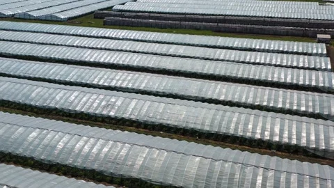 Greenhouse with vegetables, a frame with drone Stock Footage 132870427