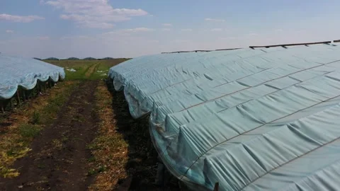 Greenhouse with vegetables, a frame with drone Stock Footage 132870985