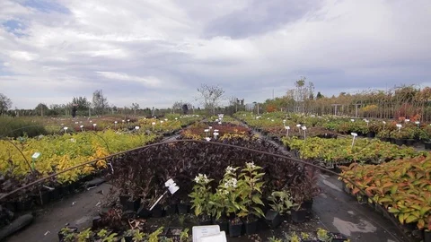 Greenhouse view of different plans in a cloudy day Stock Footage 122871068