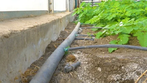 Greenhouse watering system close up Stock Footage 76238310