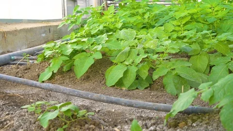Greenhouse watering system close up Stock Footage 76238315
