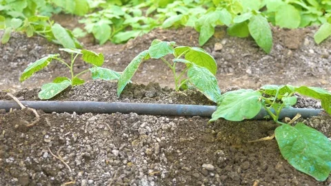 Greenhouse watering system close up Stock Footage 76238330