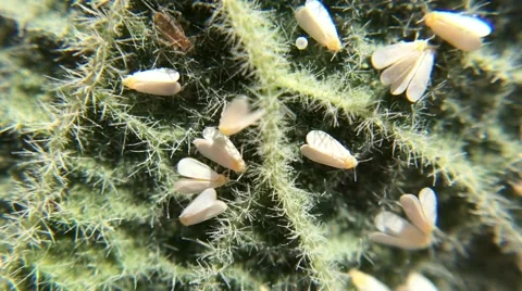 Greenhouse whiteflies on a leaf Stock Footage 43484643