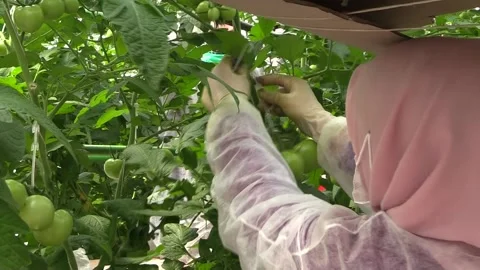 Greenhouse worker 3 Stock Footage 237005976
