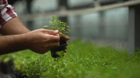 Greenhouse worker checking green sprouts, agriculture business, quality control Vidéo 118934946