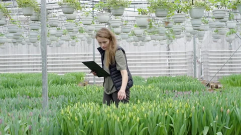 Greenhouse worker examines to tulips with notebook Stock Footage 277401882