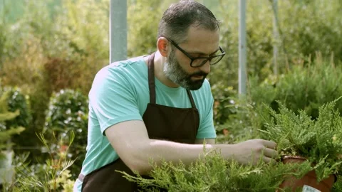 Greenhouse worker examining junipers in pots 動画素材 149741430