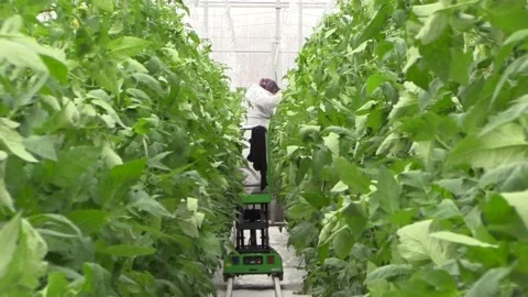 Greenhouse worker Stock Footage 237007014